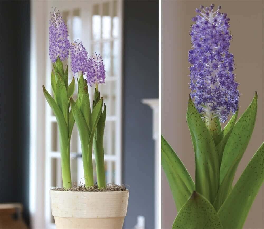 Grow This: Exotic Scilla Madeirensis