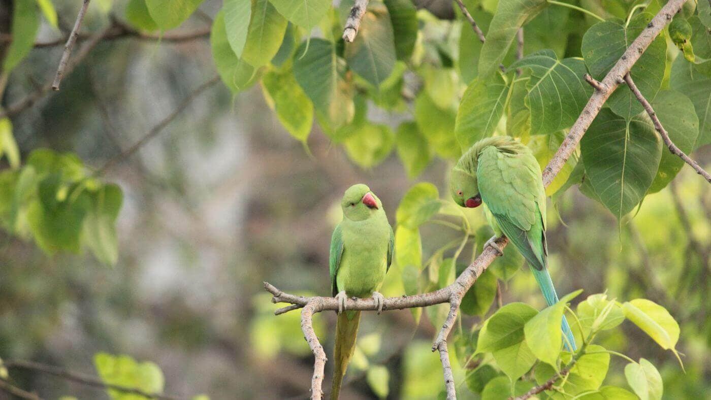 Wild Parakeets