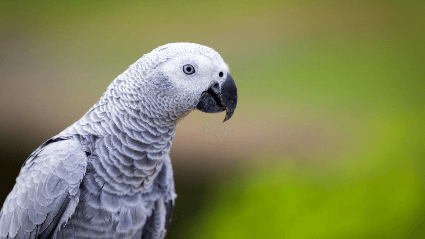 African Grey Parrot