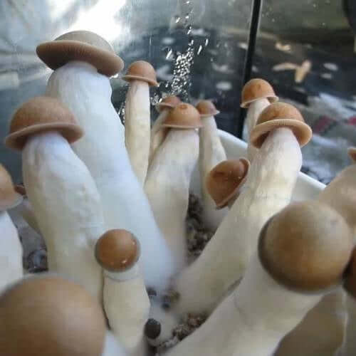 Penis Envy Mushrooms
