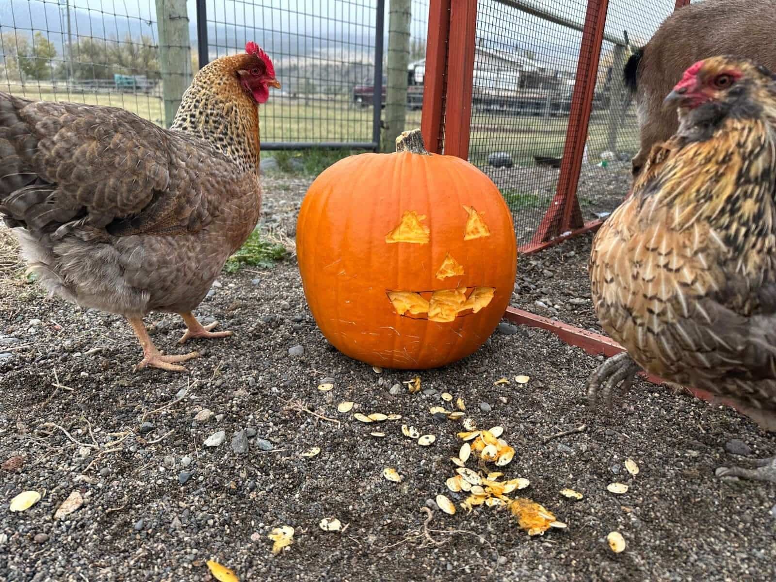 Pumpkin Carving with Chickens: The Fall Activity You Didn’t Know You Needed