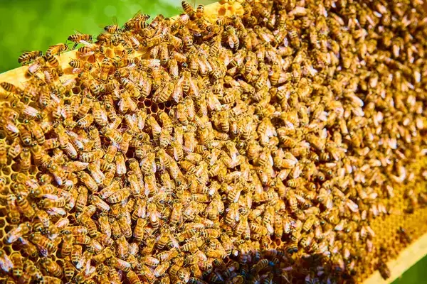 How to Ensure You Have a Thriving Beehive