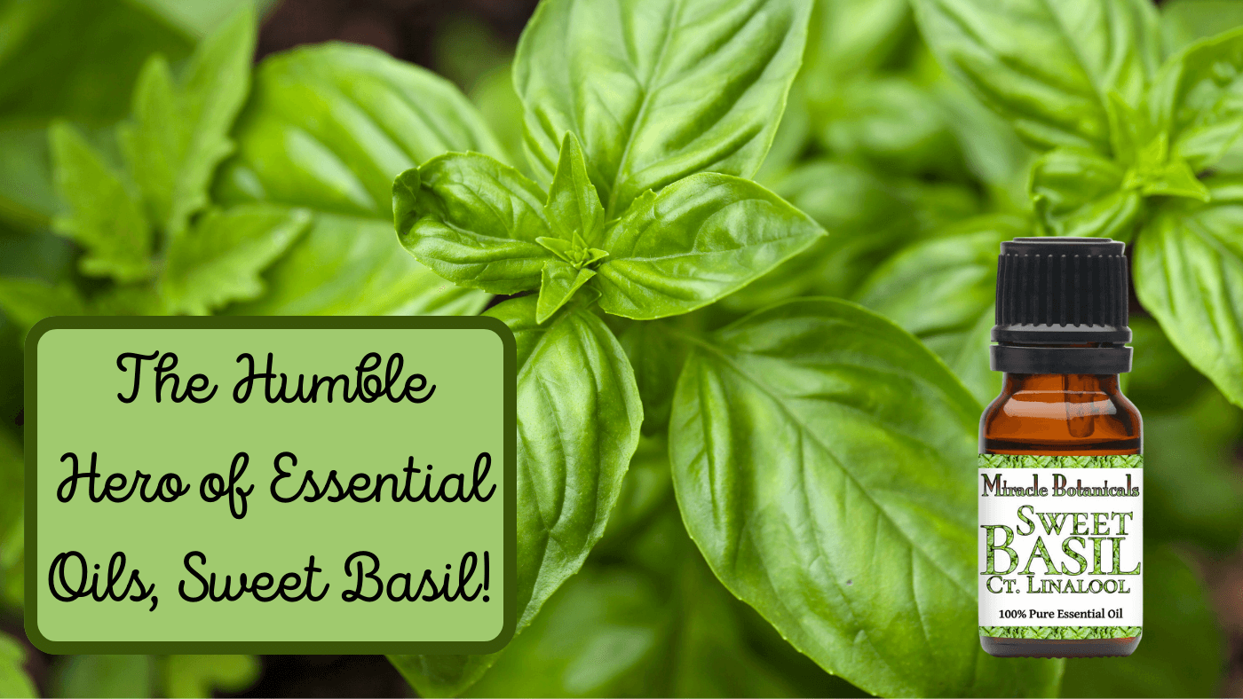 What Makes Basil Anti Inflammatory