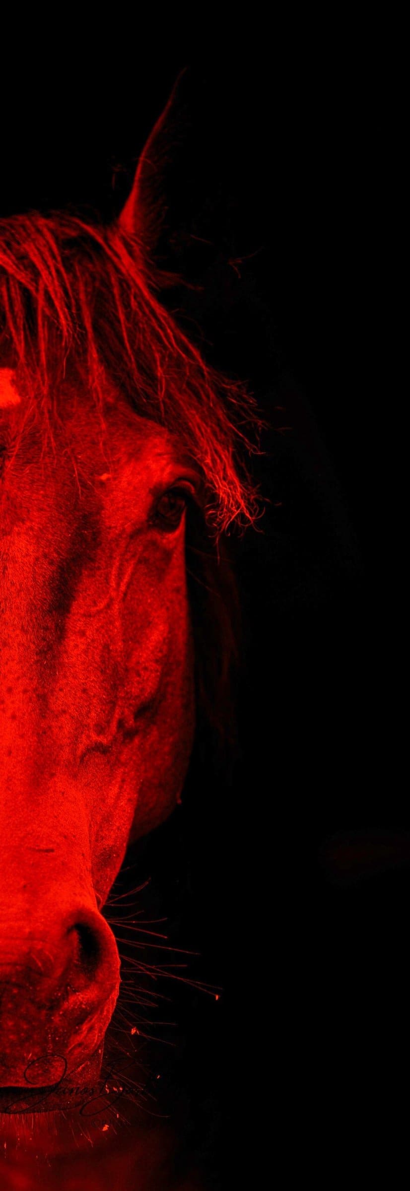 Red Light Therapy for Horses: Shedding Light on Equine Wellness