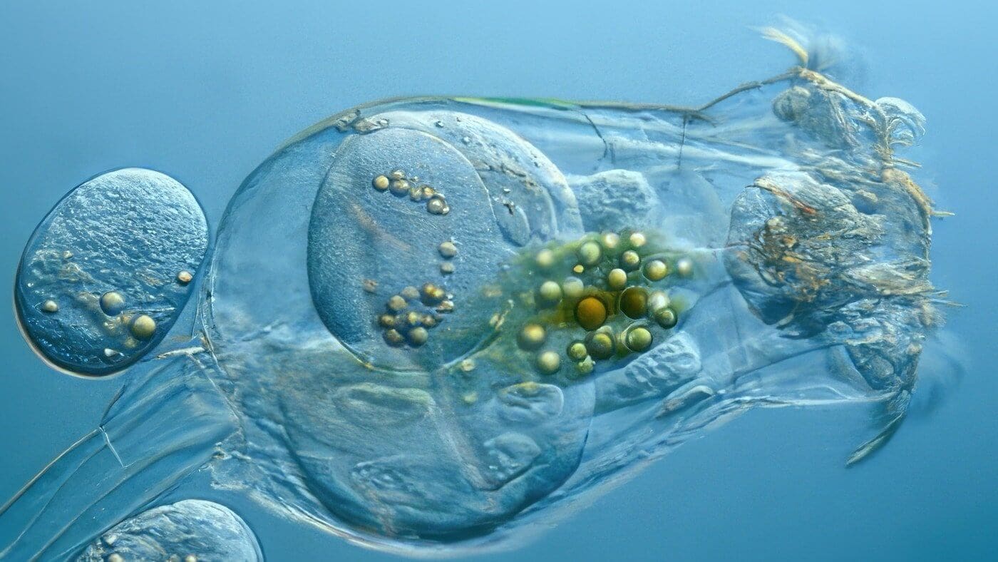 Rotifers for Fry Food