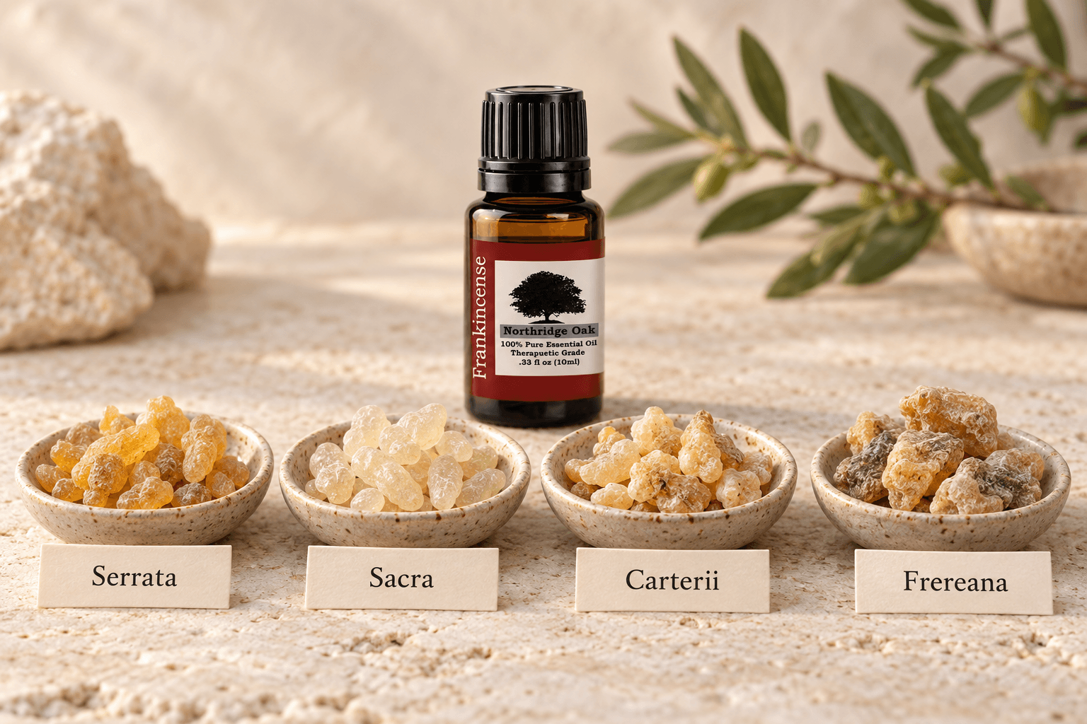 Types of Frankincense: Serrata vs. Sacra, Carterii & Frereana