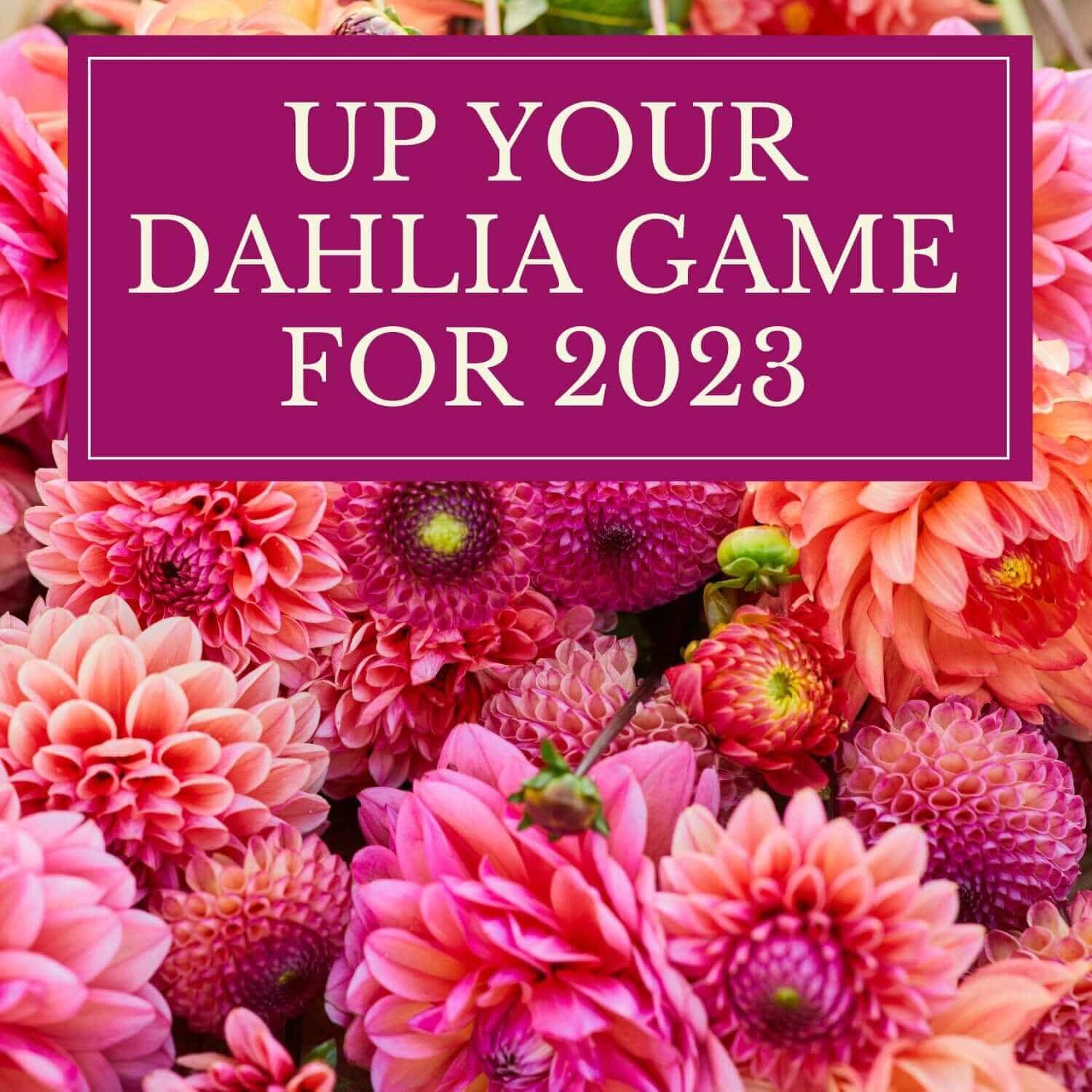 Up Your Game with New Dahlias for 2023