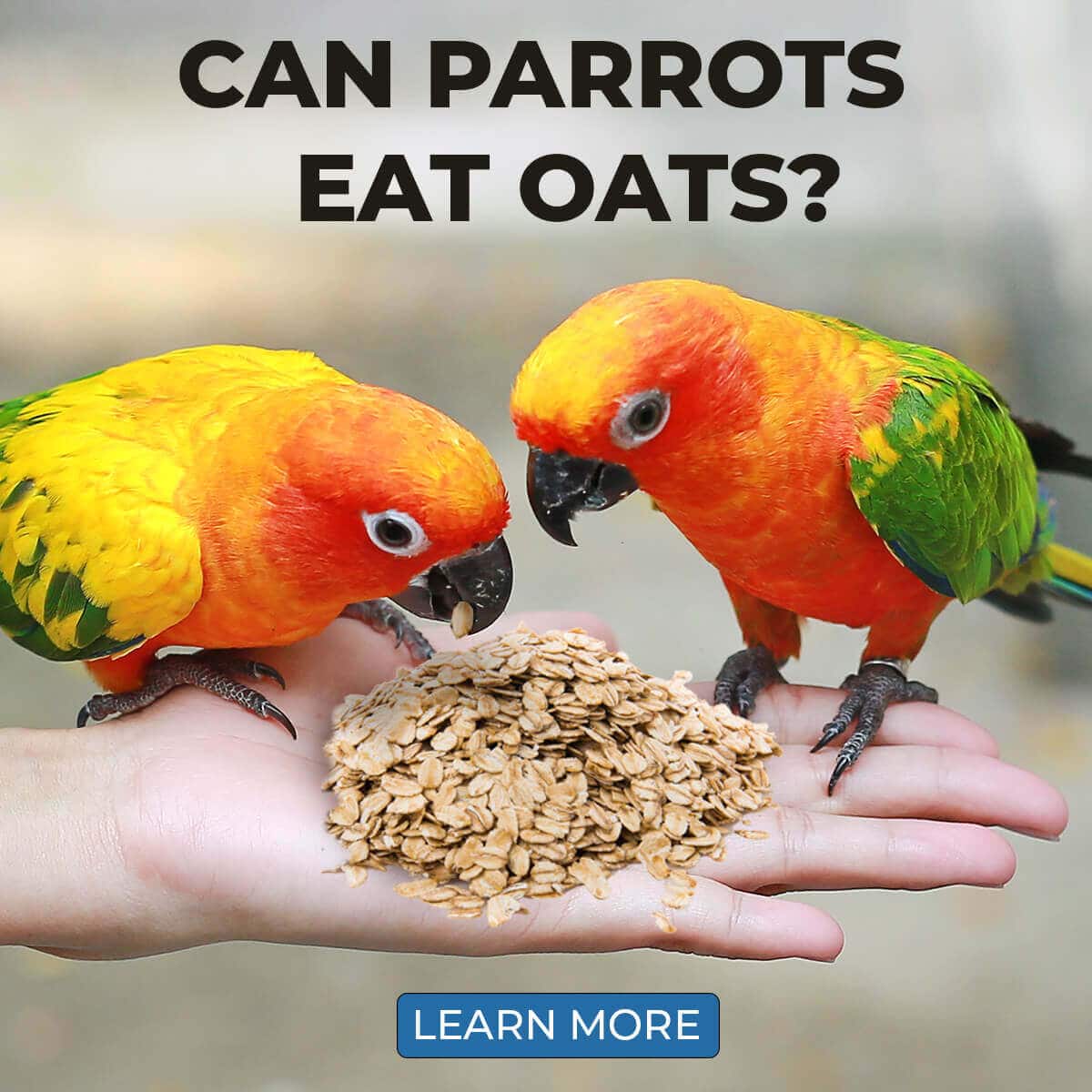 Can Parrots Eat Oats? - Everything you need to know