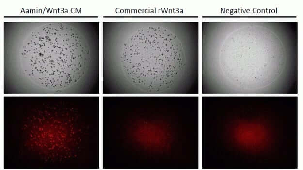 Afamin and WNT3 domains organoid formation figure