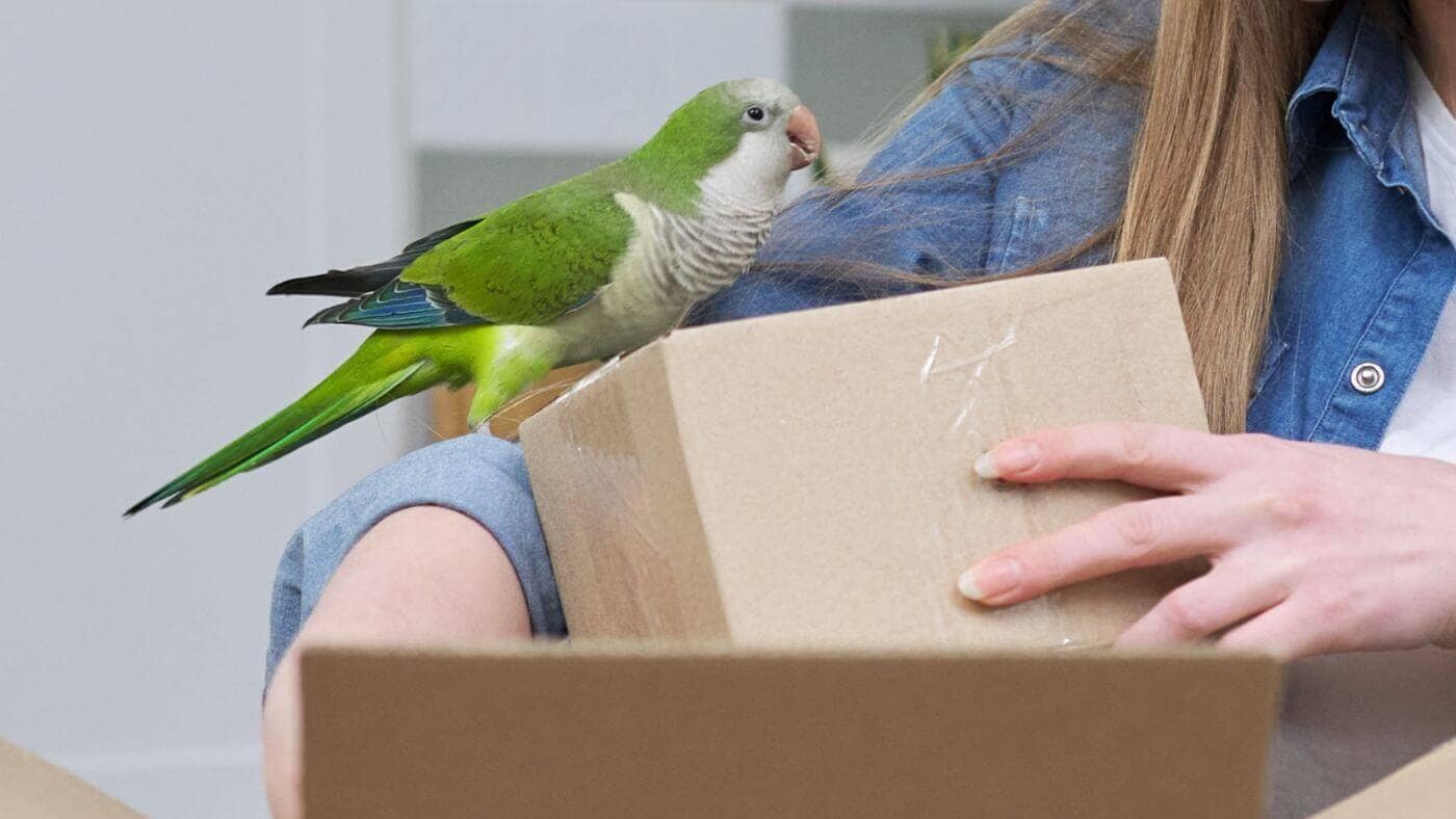 Quaker Parrot Cardboard Box