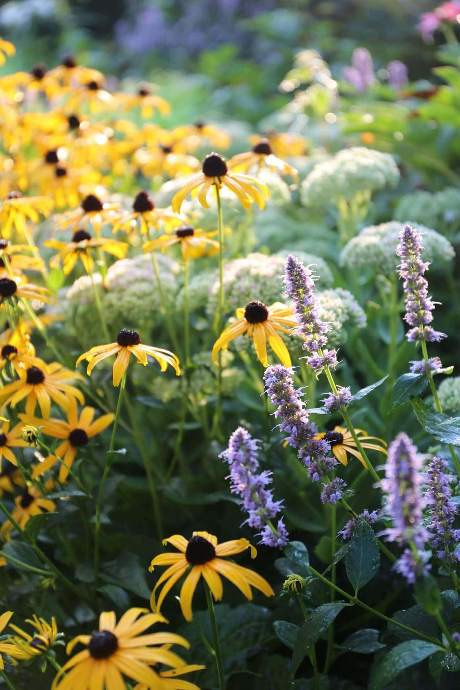 Sun or Shade: How Sunlight Affects Plants - Longfield Gardens