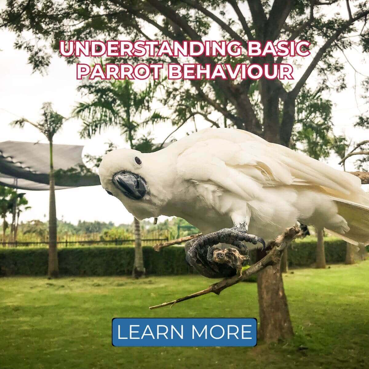 Understanding Basic Parrot Behaviour by Parrot Essentials