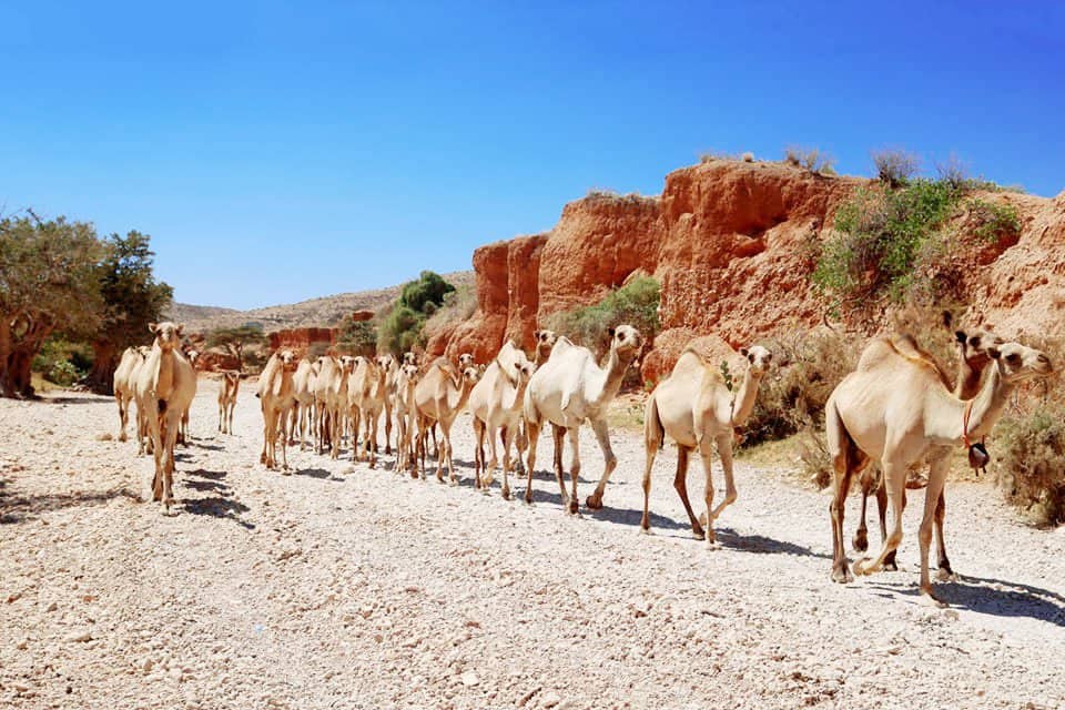 Camels walking along a dry riverbed in Somalia, home of camel milk tea