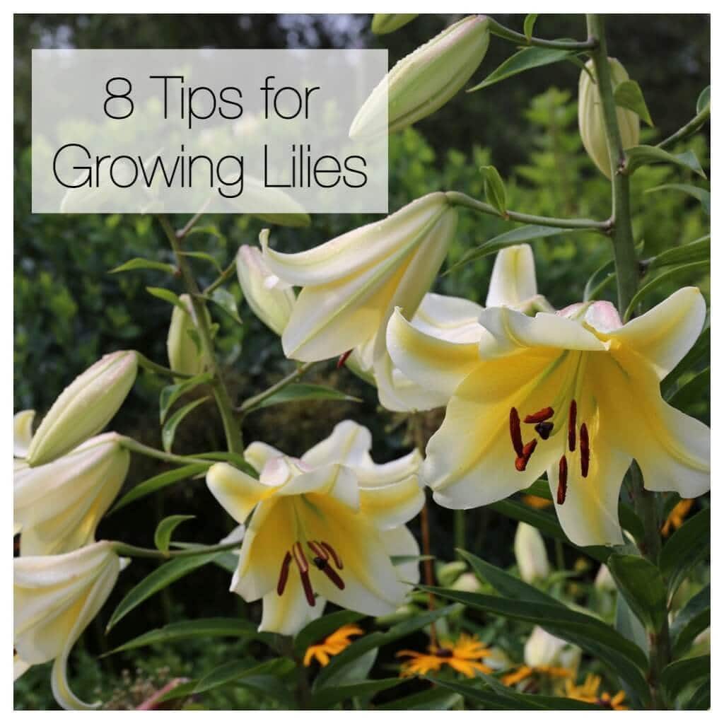 8 Tips for Growing Better Dahlias - Longfield Gardens
