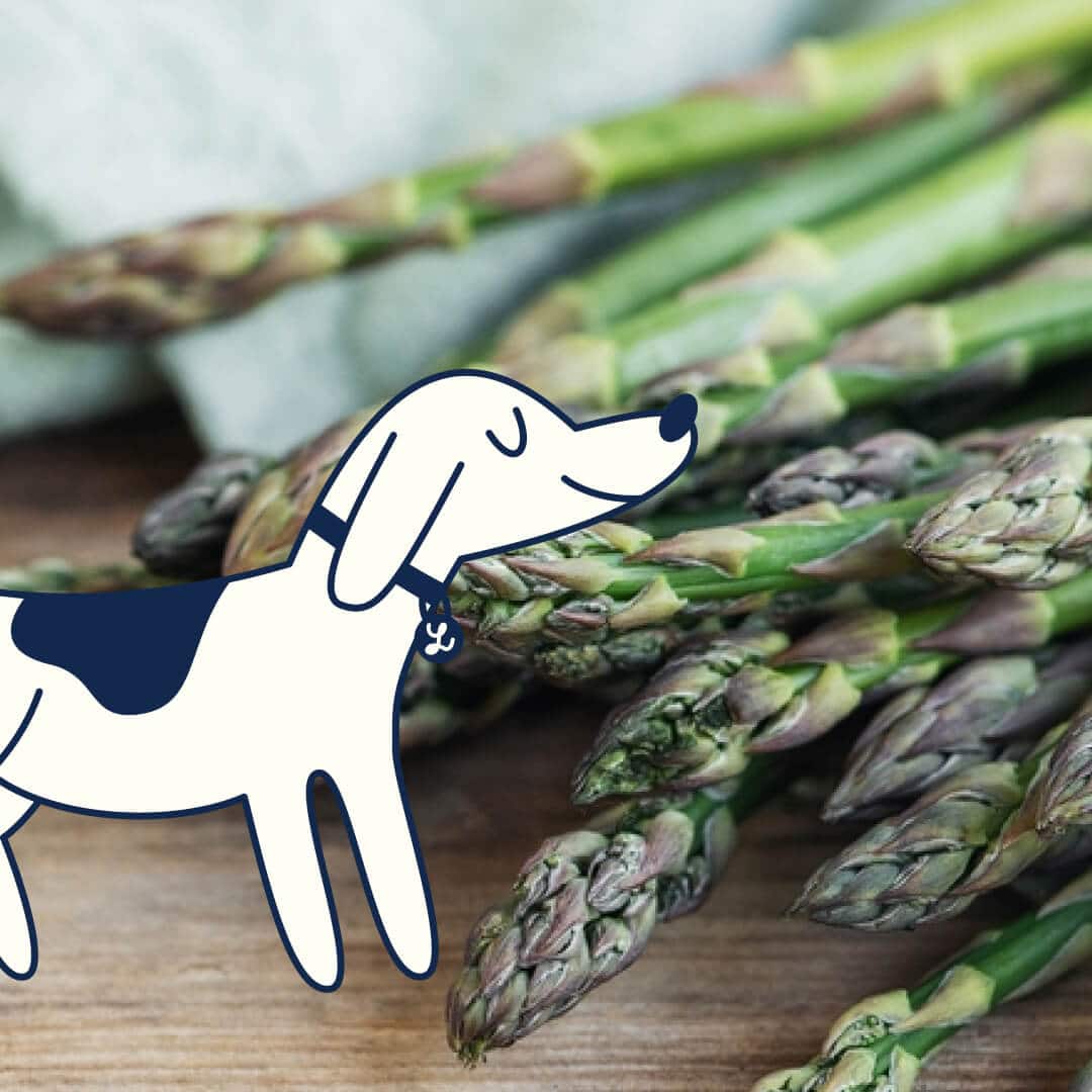 Can Dogs Eat Asparagus?