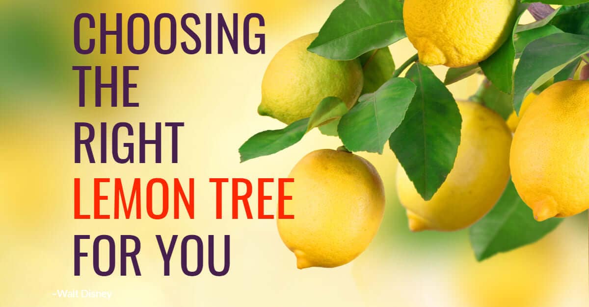How to Choose the Right Lemon Tree