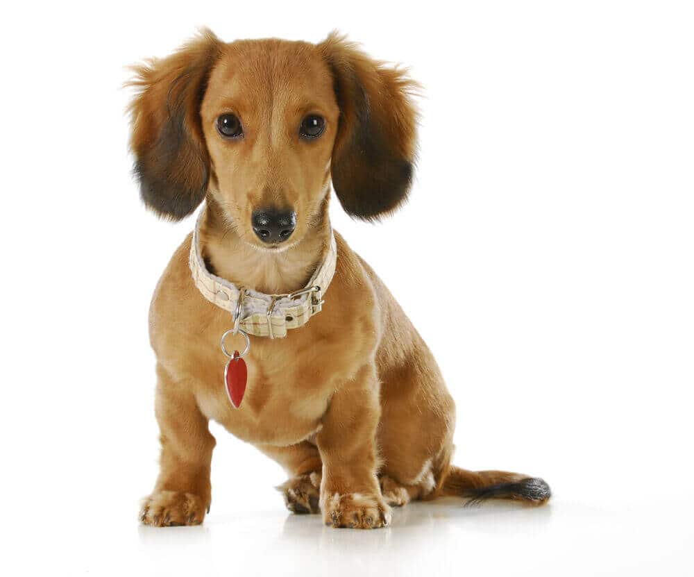 Unleash the Fun: 7 Creative Ideas for Personalized Dog ID Tags