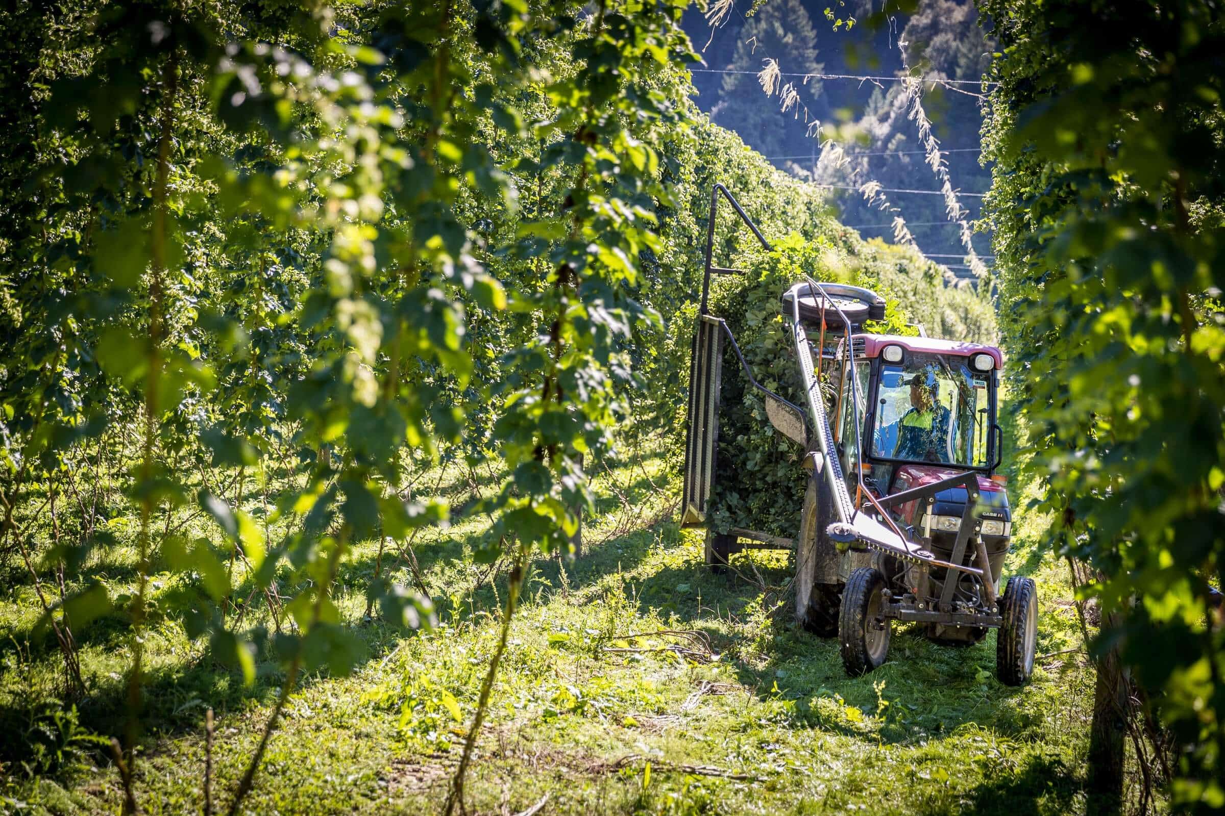 Craft Beer Revolution: New Zealand Hops Transform American Brewing
