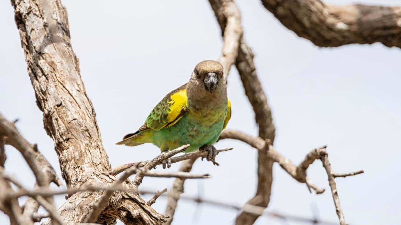 Meyer's parrot also known as Brown Parrot