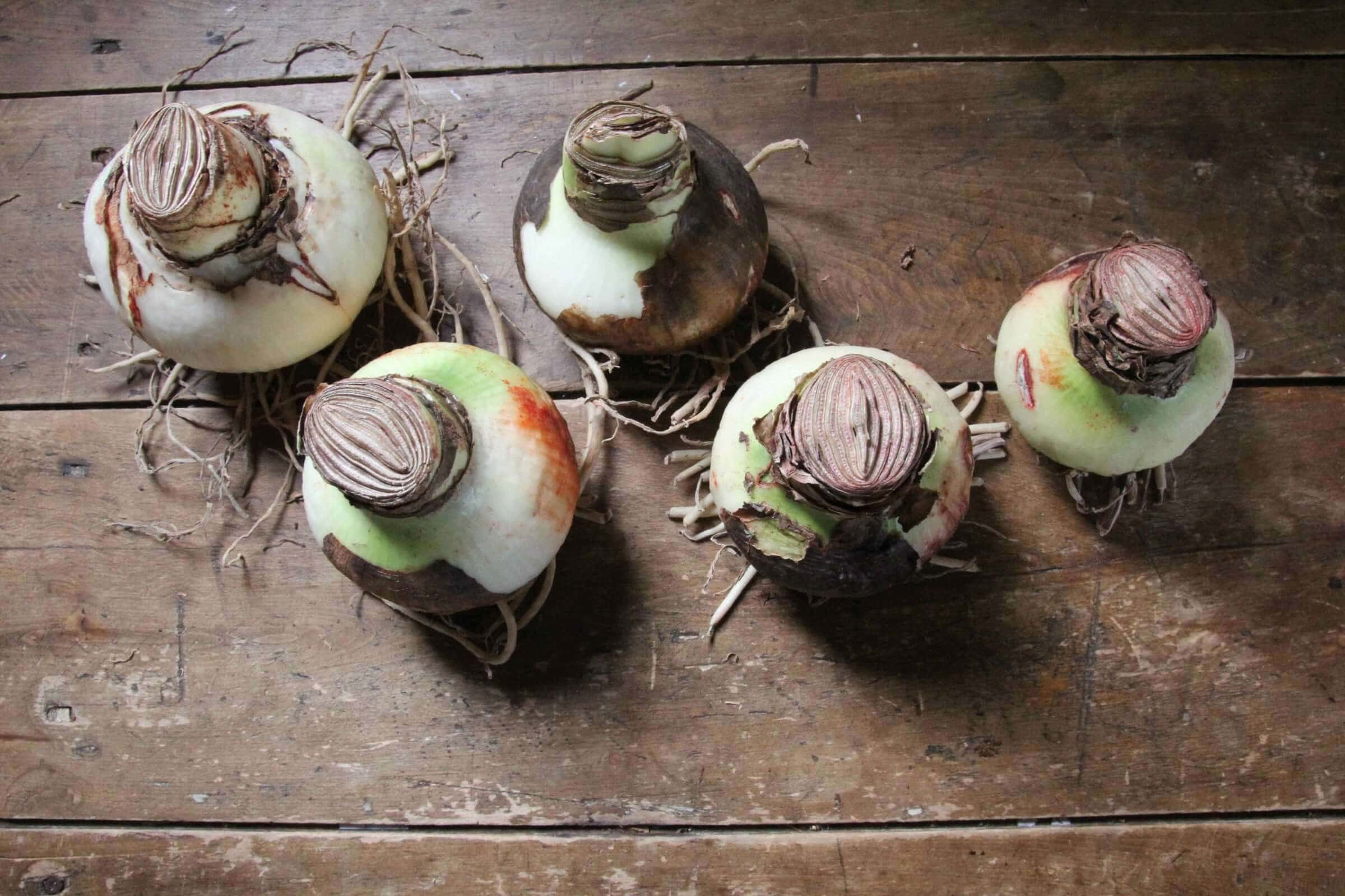Amaryllis Bulb Size: What the Measurements Mean and Why They Matter