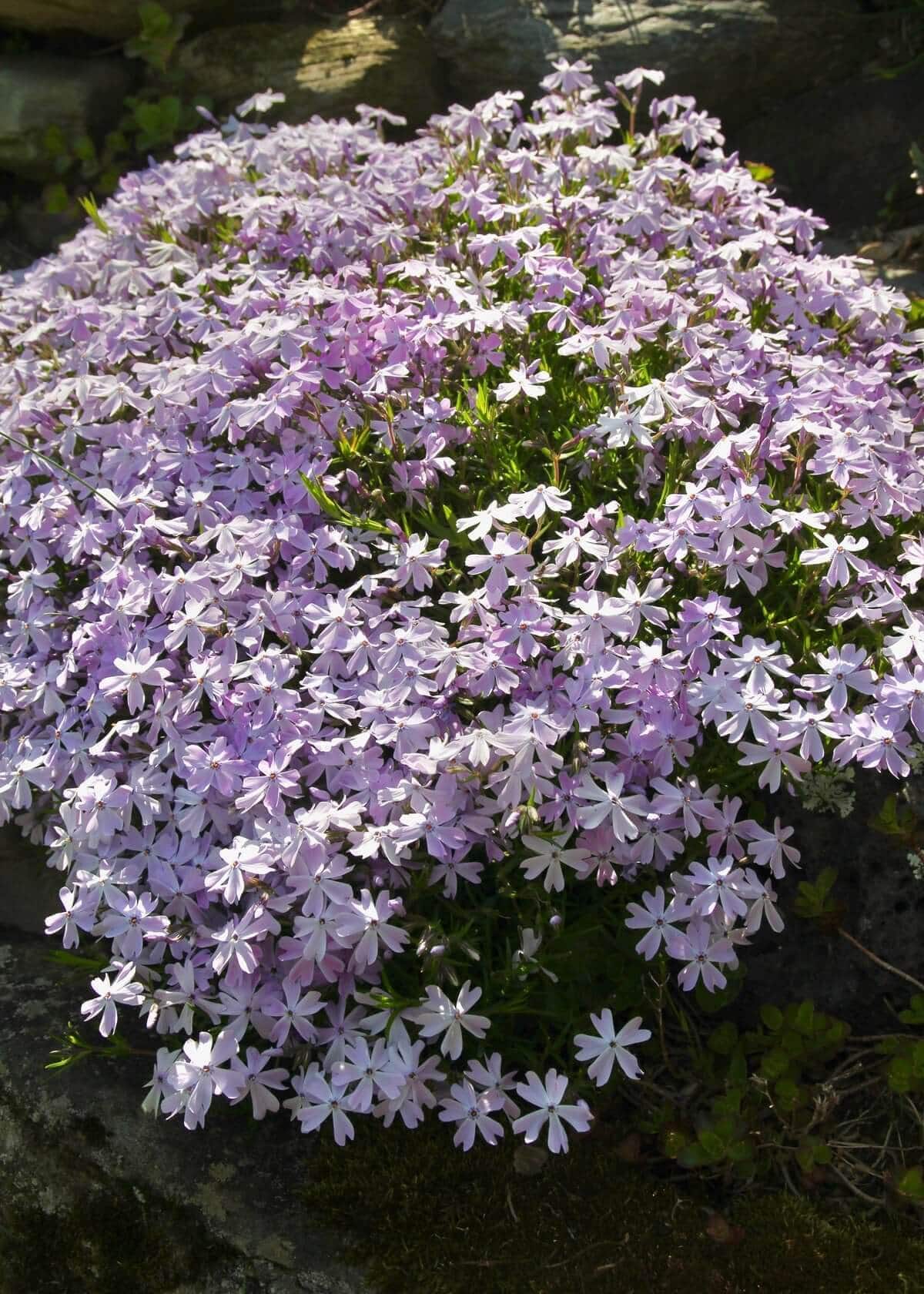Best Ground Covers for Sun - Longfield Gardens