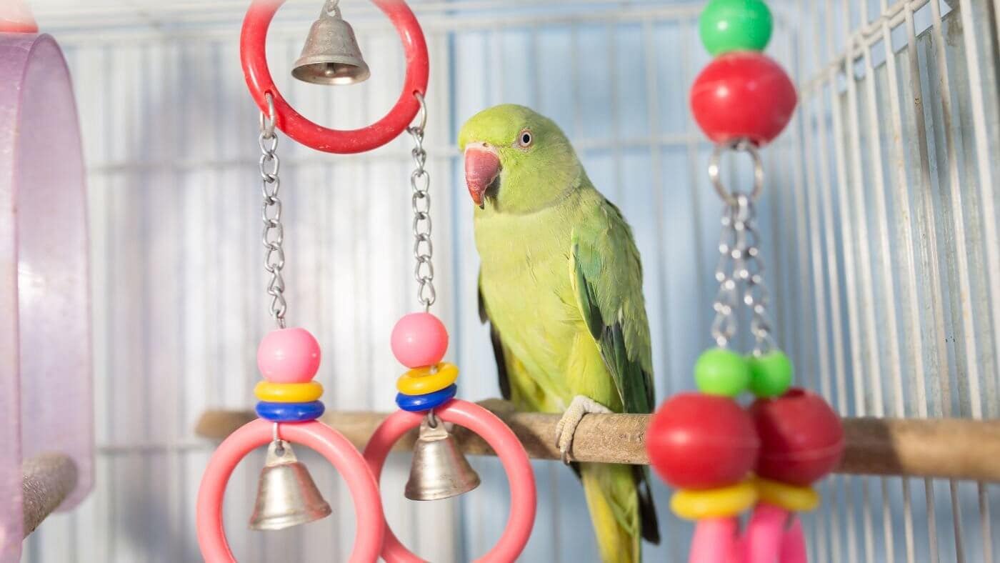 Parakeet in a Cage with Enrichment toys