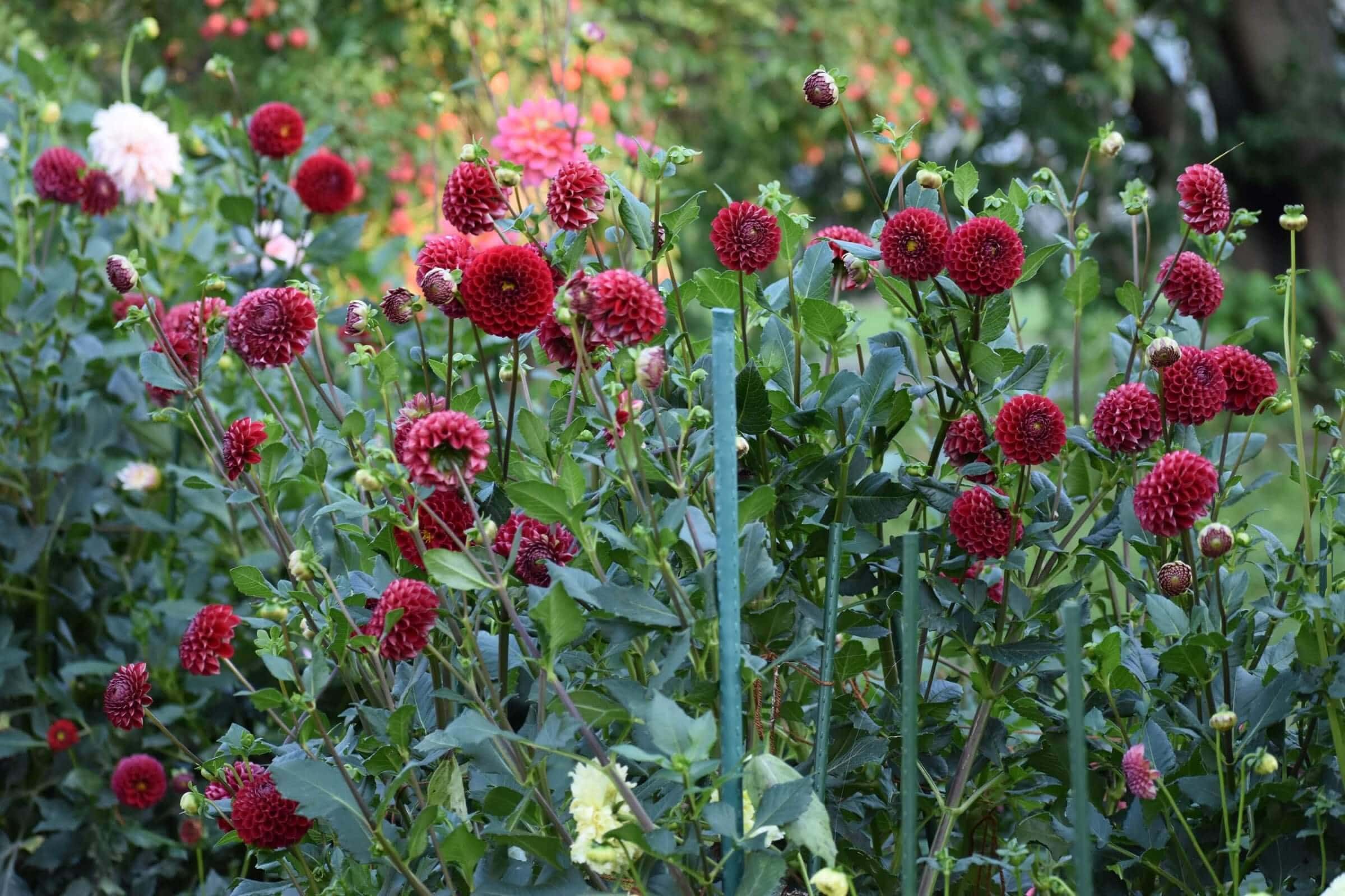 Dahlia Flower Forms for the garden and vase Longfield Gardens
