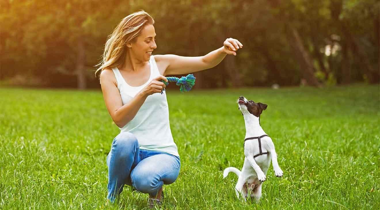 4 Tips to Help You with Training Your Dog