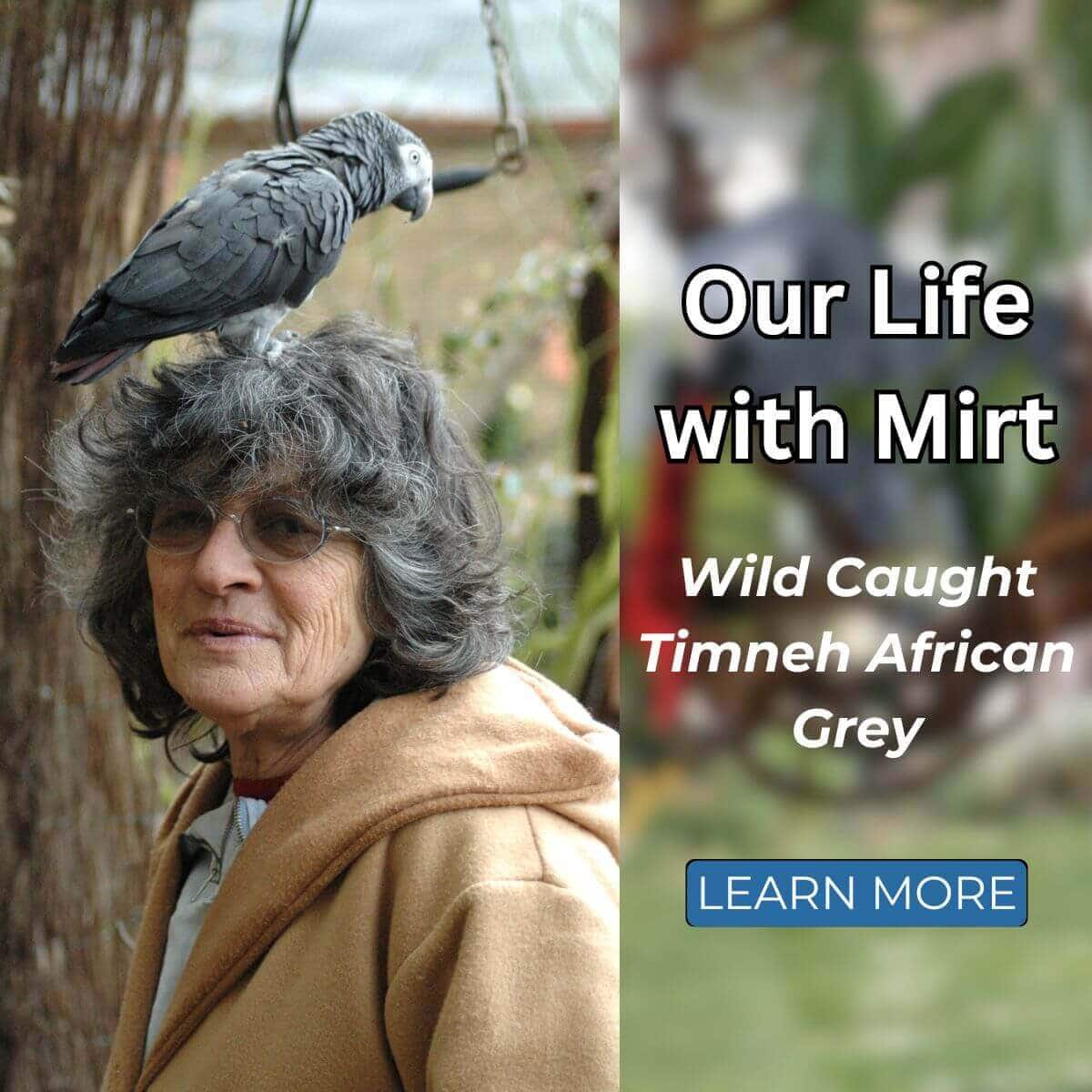 Our Life with Mirt – a Wild Caught Timneh African Grey