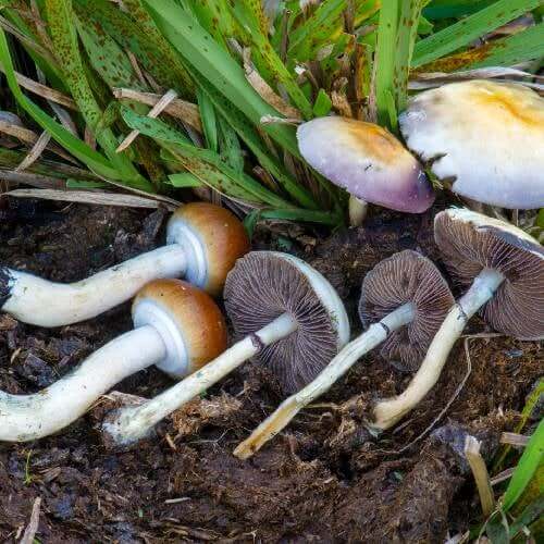 Growing mushrooms