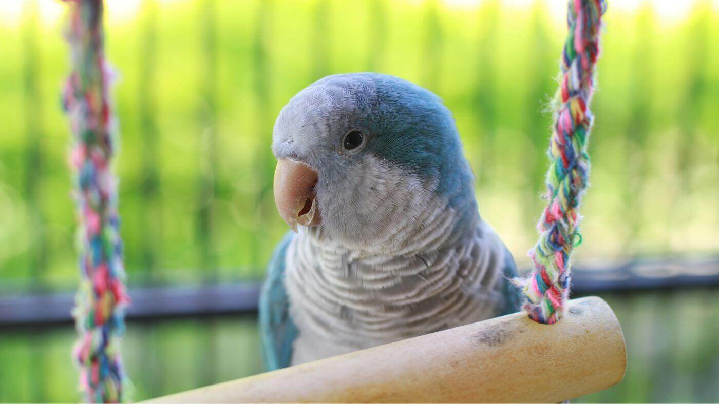 Parrot Enrichment - Toys
