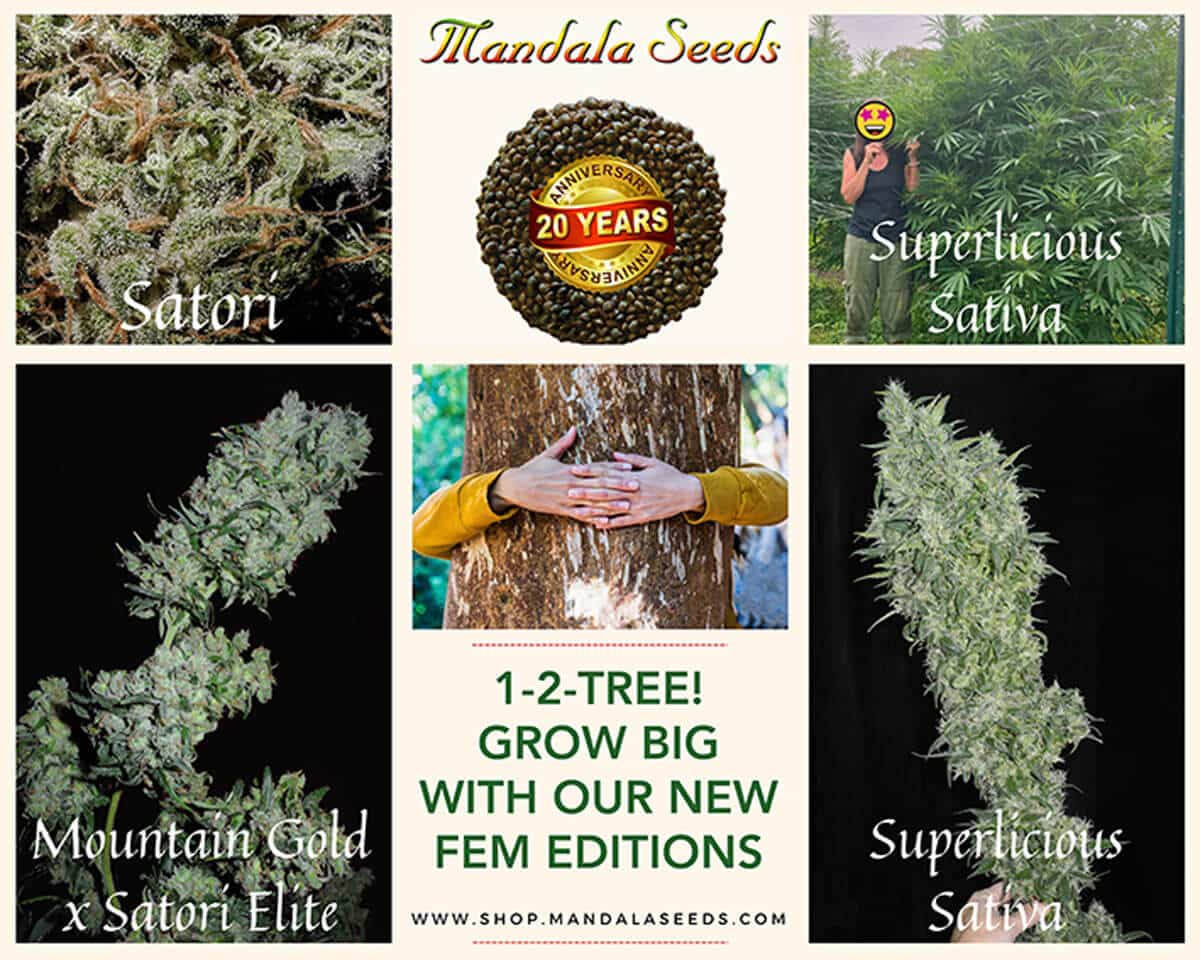 Mandala Seeds 20th Anniversary - New Feminized Editions!