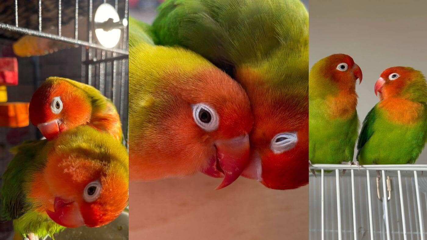 The Lovebird Pair