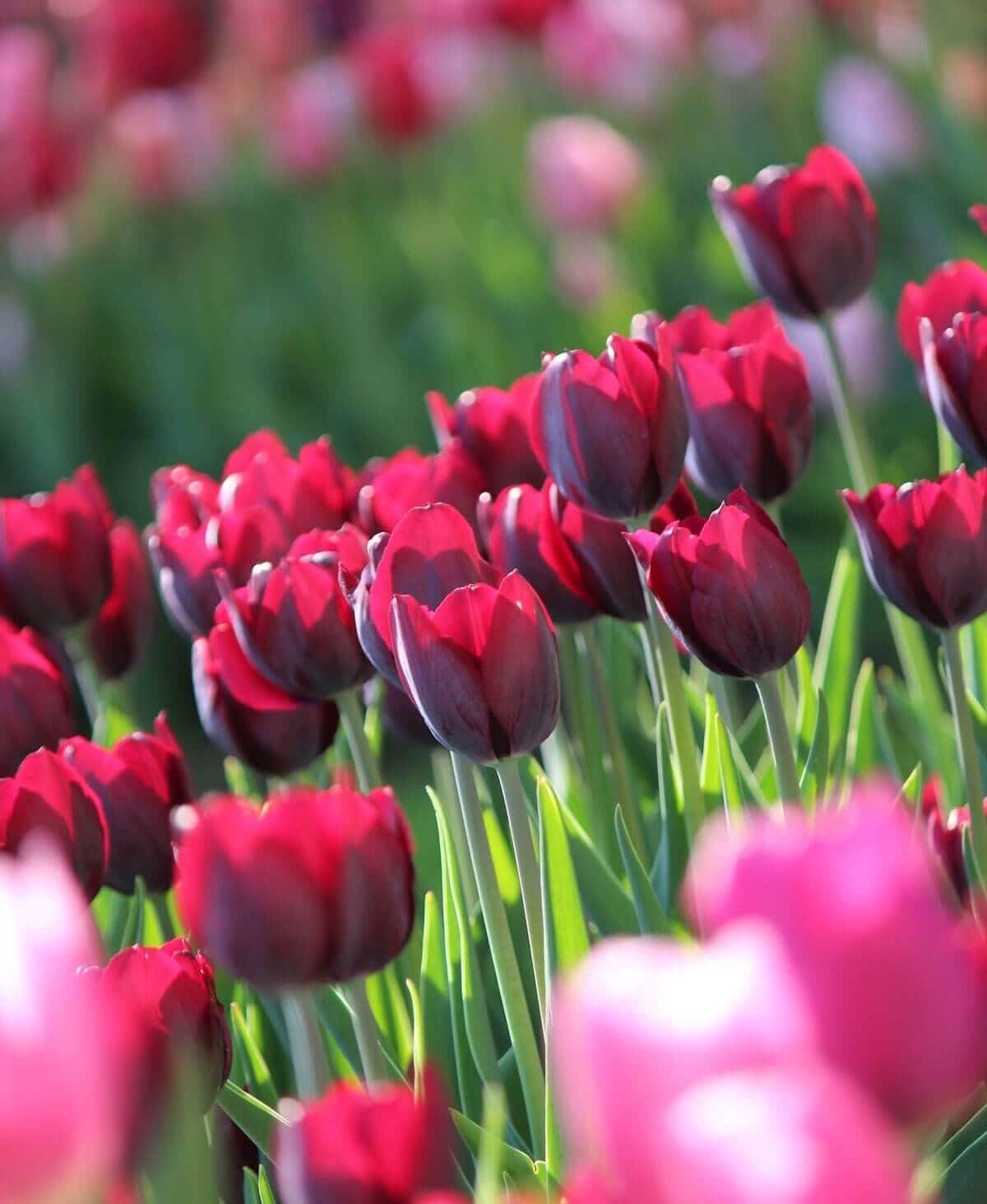 burgundy-tulips