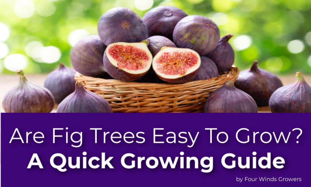 Are Fig Trees Easy To Grow? A Quick Growing Guide