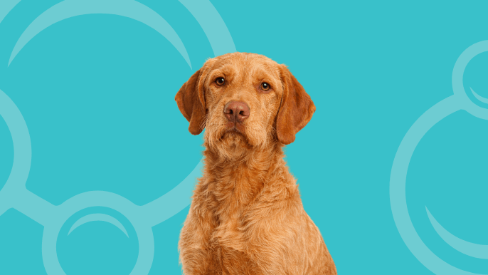 Wirehaired Vizsla Temperament