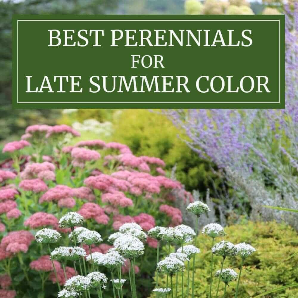 Best Perennials for Late Summer Color