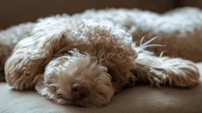 curly coat dogs