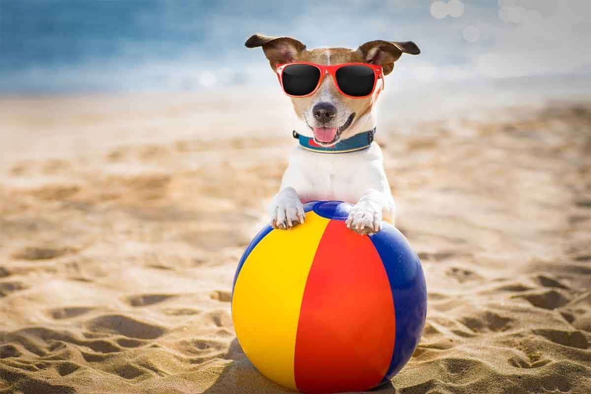 The Best Summer Vacation for You and Your Pup