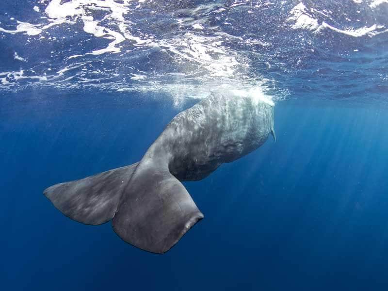 AMBERGRIS: Briefly Everything About Poseidon's Treasure