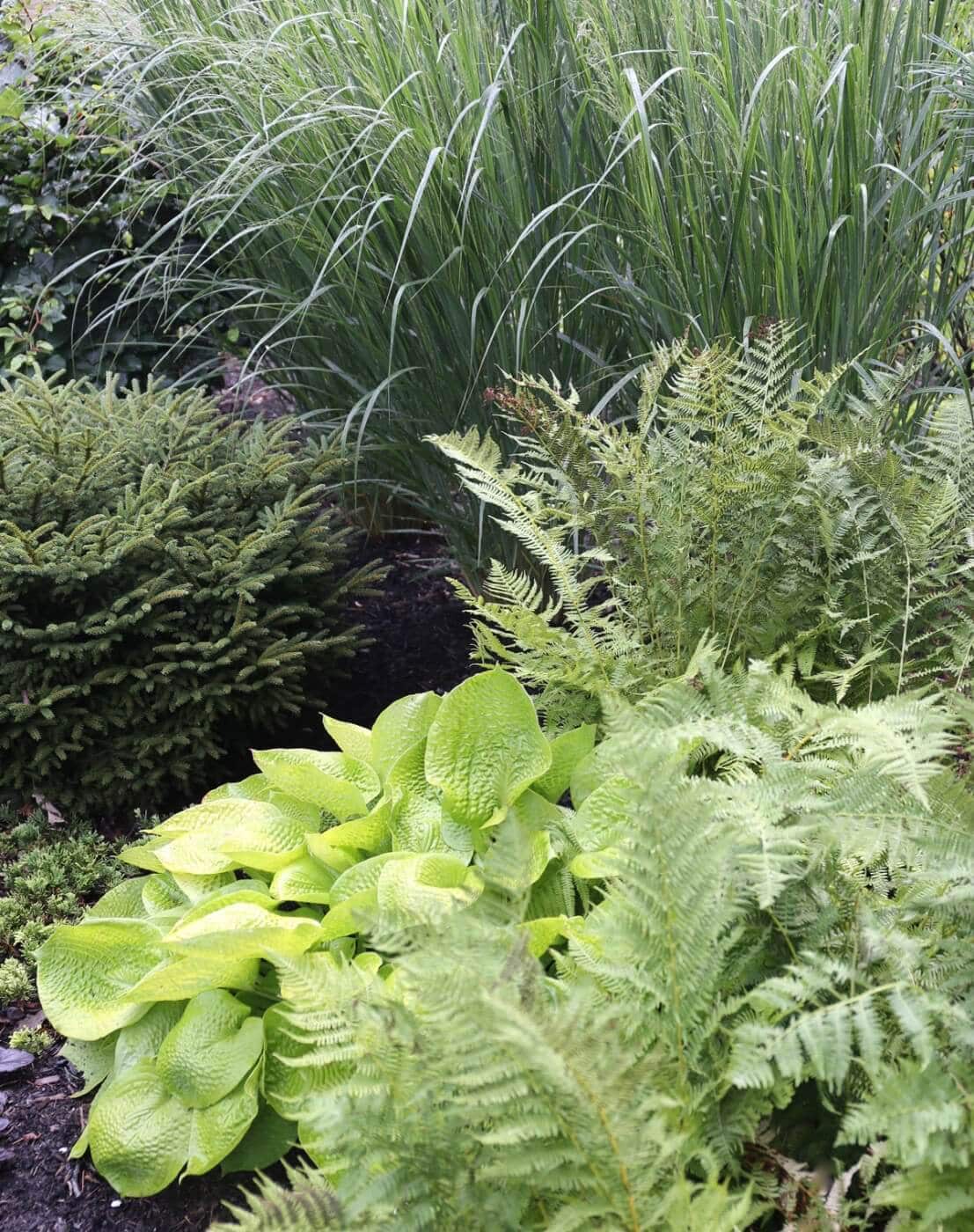 ferns_with_hostas.jpg?v=1765890643