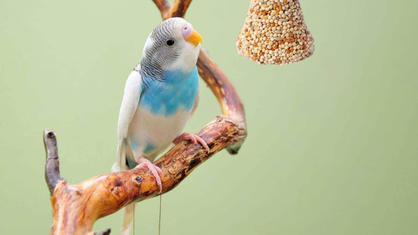 How to give Johnson's Veterinary Treats