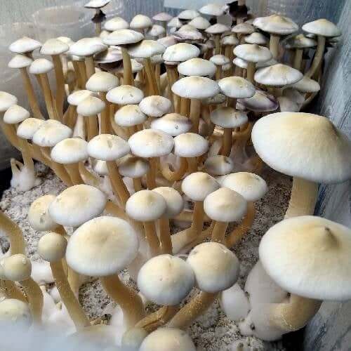 Golden Teacher