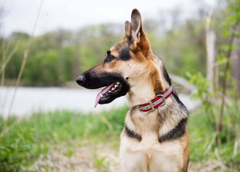 How to Keep Your Dog Safe From Summer Injuries