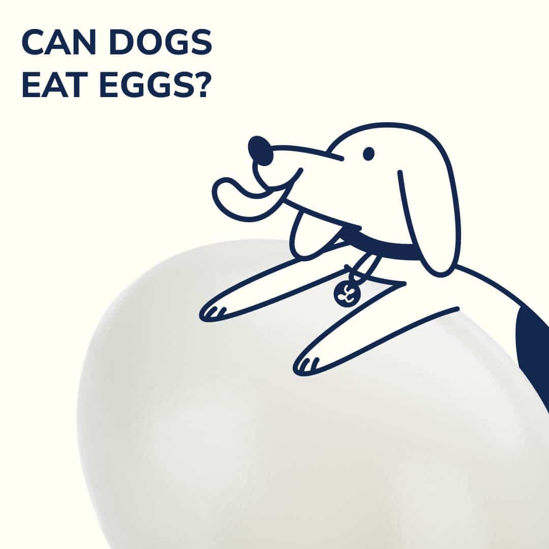 Eggs for dogs? Discover Nutritional Benefits & Safe Practices