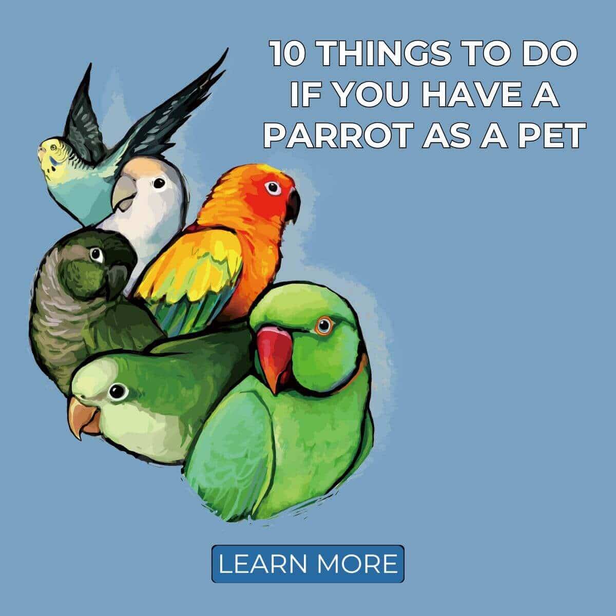 10 Things To Do If You Have a Parrot as a Pet