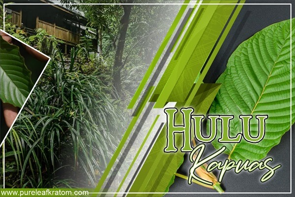 Hulu Kapuas Kratom: What Makes It Unique?