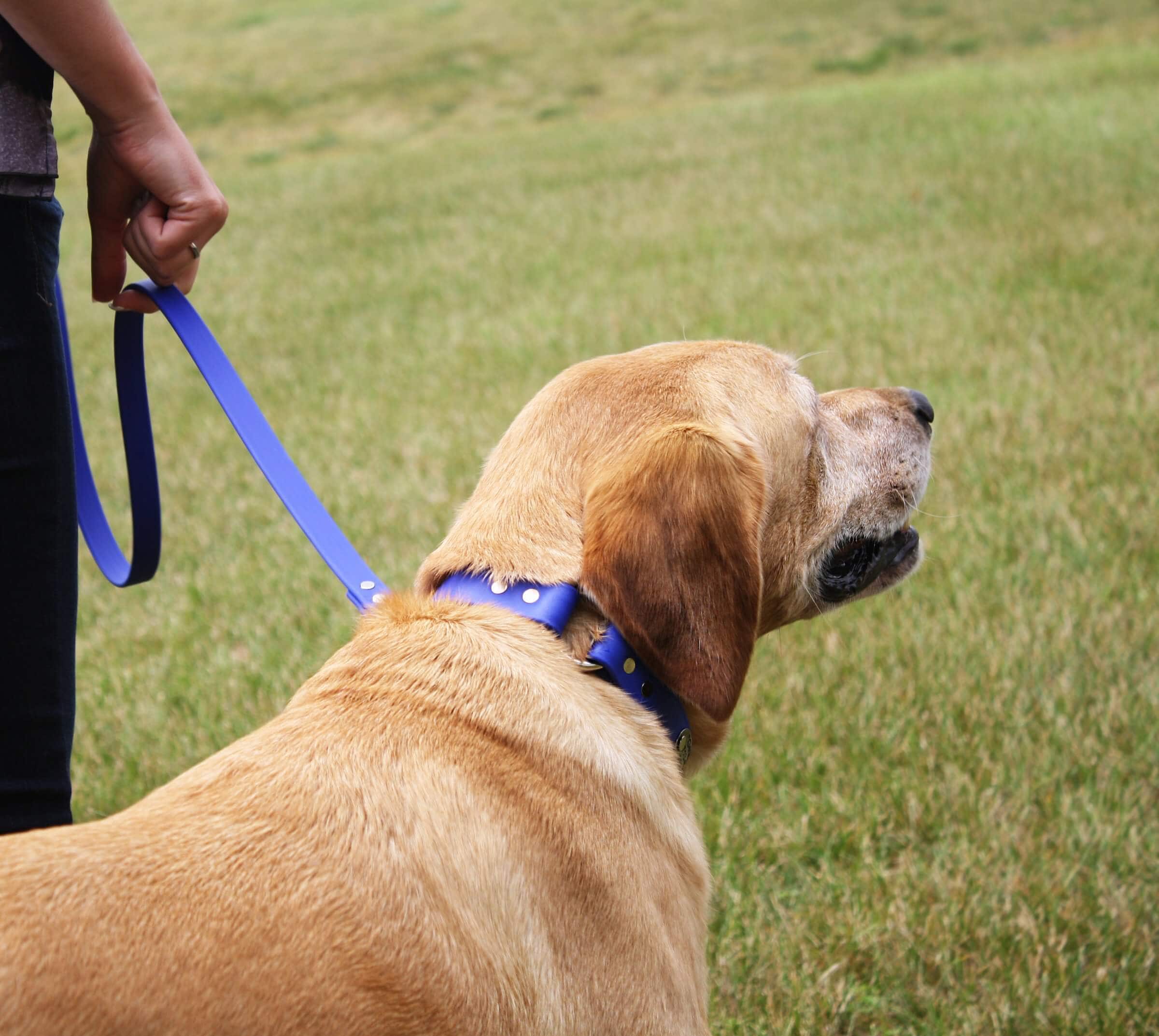 Yellow lab wearing waterproof center ring safety collar on leash with handler