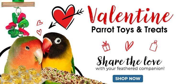 Valentine's Parrot Toys & Treats