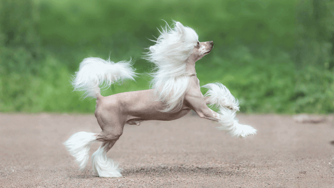 Chinese Crested Temperament